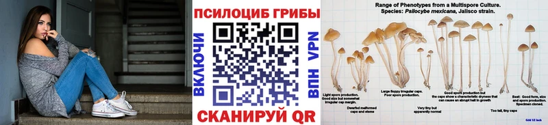 где можно купить наркотик  Железногорск-Илимский  Псилоцибиновые грибы Psilocybe 